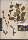 Foto von Salix caprea L.